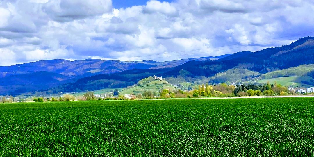 Towards the Black Forest