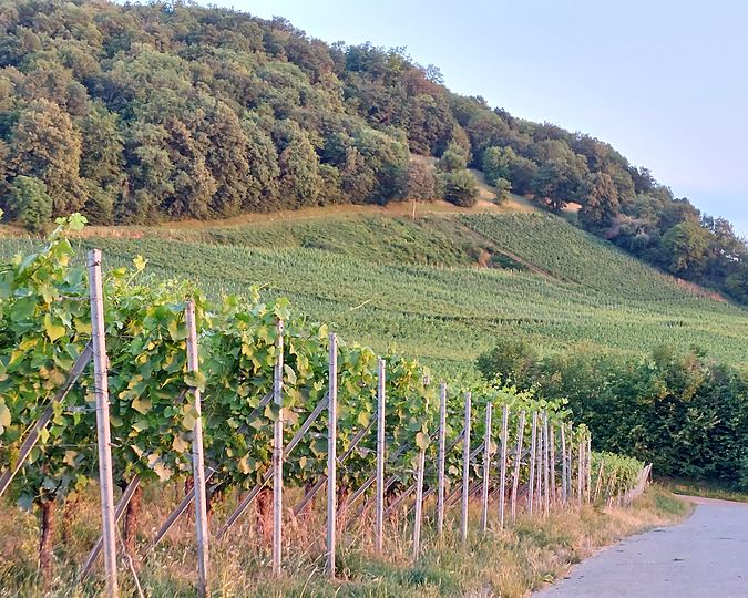 Vineyards at the foot of the Black Forest