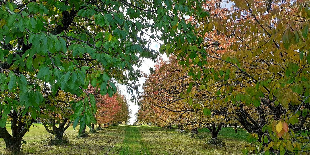 Heitersheim, orchards in autumn