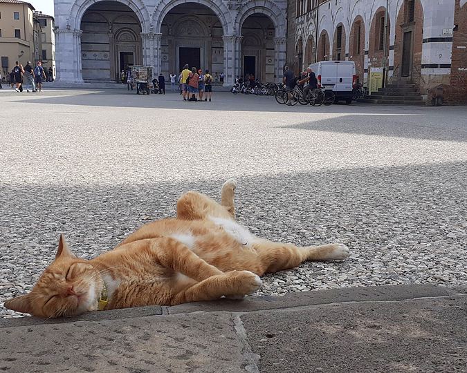 Lucca, a nap in Piazza San Martino