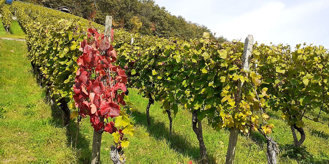 Heitersheim, vines in autumn